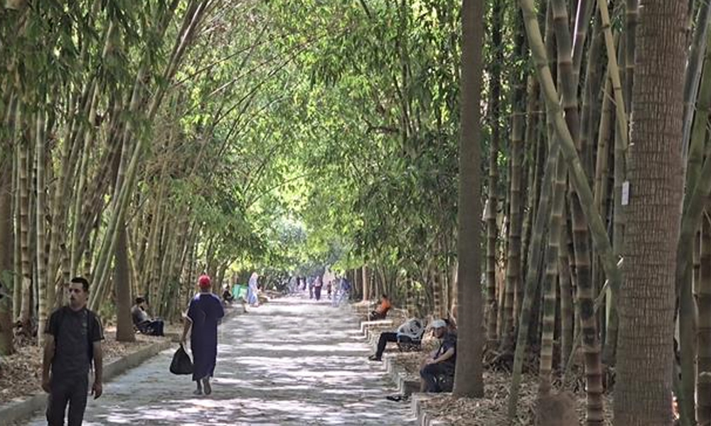  Rì rào tiếng tre Việt Nam giữa lòng Bắc Phi